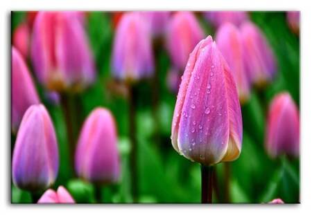 Kwiaty - Tulipany - 60x90 cm - G94676
