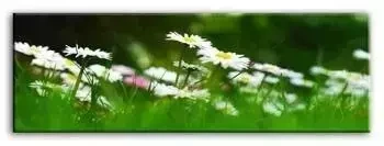Macro - Stokrotki - 150x50 cm - G92773