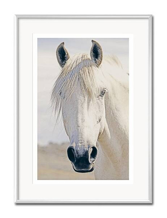 Biały arab - 31x41 cm - G97747