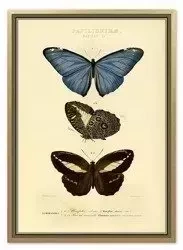 Motyle III - 53x73 cm - G100589
