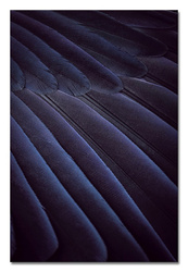 Obraz - Ptaki - 60x90cm - G107210