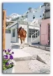 Krajobrazy - Grecki osiołek - 60x90 cm - G92988
