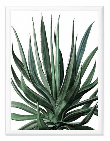 Aloes - 33x43 cm - G100563