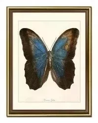 Niebieski motyl - 33x43 cm - G100587