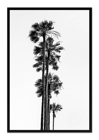 Rząd palm - 63x93 cm - G103449