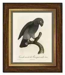 Szara papużka - 28x33 cm - G99334