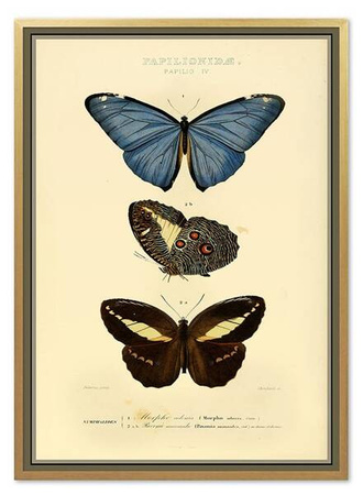 Motyle III - 53x73 cm - G100589