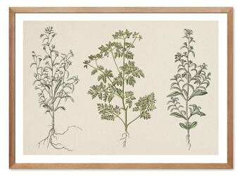 Obraz drukowany - Oliwka - 53x73 cm - G115753