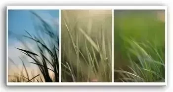 Krajobrazy - Trawy - 90x45 cm - G93046