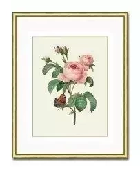 Róża z ogródka dziadka - 21x26 cm - G98993