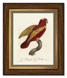 Czerwono-złota papużka - 28x33 cm - G99333