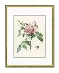 Róża z ogródka babci - 21x26 cm - G98992