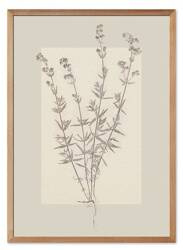 Obraz drukowany - Oliwka - 53x73 cm - G115754