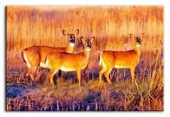 Wild Nature - Sarny - 60x90 cm - G93276