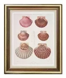 Muszle - 24x29 cm - G99327
