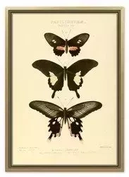 Motyle II - 53x73 cm - G100590
