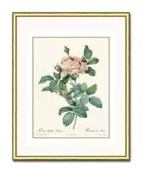 Róża z babcinego klombu - 21x26 cm - G98994