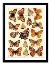 Rodzaje motyli - 33x43 cm - G98492