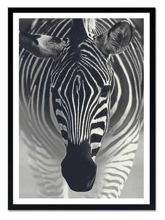 Zebra - 53x73 cm - G99295