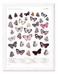 Kolorowe motylki - 33x43 cm - G97849