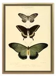 Motyle I - 53x73 cm - G100592