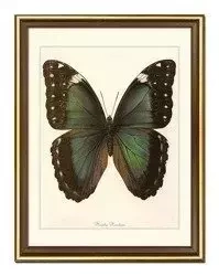 Zielony motyl - 33x43 cm - G100586