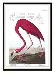 Flaming - 53x73 cm - G100580