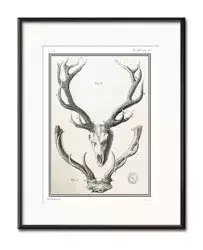 Poroża - 21x26 cm - G98496