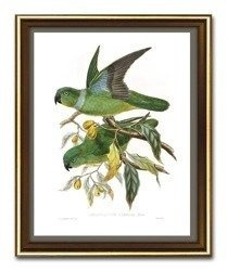 Zielone papużki - 23x28 cm - G100204