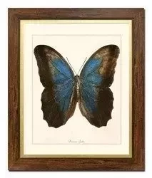 Niebieski motyl - 52x62 cm - G99357
