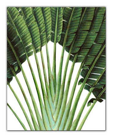 Aloes - 20x25 cm - G97186