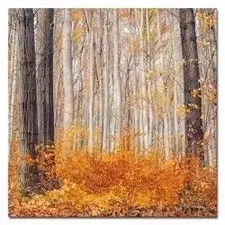 Jesienny las - 100x100 cm - G102300