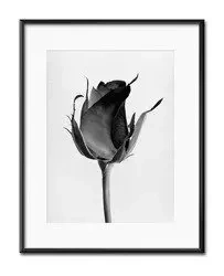 Czarna róża - 21x26 cm - G100535