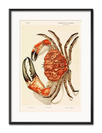 Krab - 31x41 cm - G97898