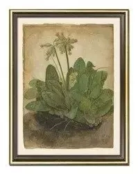 Albrecht Durer - Ziele - 33x43 cm - G99341