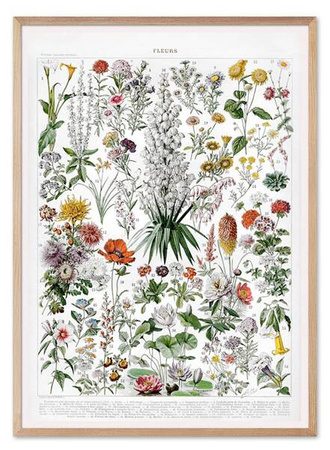 Reprodukcja - Fleurs - 53x73 cm - Obraz G104221