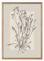Obraz drukowany - Oliwka - 53x73 cm - G115748