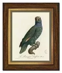 Niebieska papużka - 28x33 cm - G99330