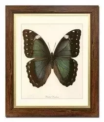 Zielony motyl - 52x62 cm - G99356