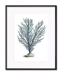 Niebieski wodorost - 21x26 cm - G100444