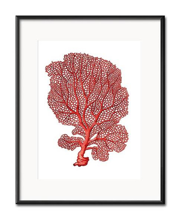 Czerwone glony - 21x26 cm - G103181