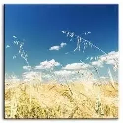 Krajobrazy - Złote zboża - 80x80 cm - G93043