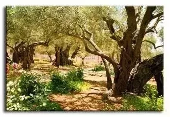 Krajobrazy - Słoneczne wierzby - 60x90 cm - G92928