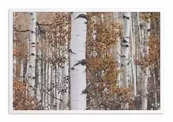 Brzozowy zagajnik - 63x93 cm - G102142
