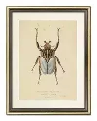 Biały żuk - 33x43 cm - G100577