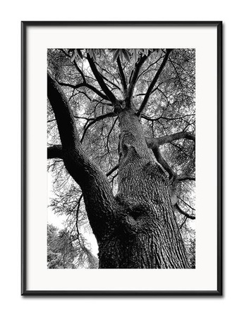 Dąb - 31x41 cm - G100241