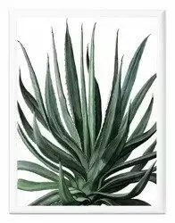 Aloes - 33x43 cm - G100563