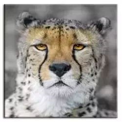 Wild Nature - Gepard - 40x40 cm - G93248