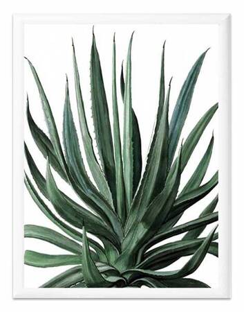 Aloes - 33x43 cm - G100563