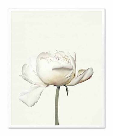 Biała róża - 43x53 cm - G102847